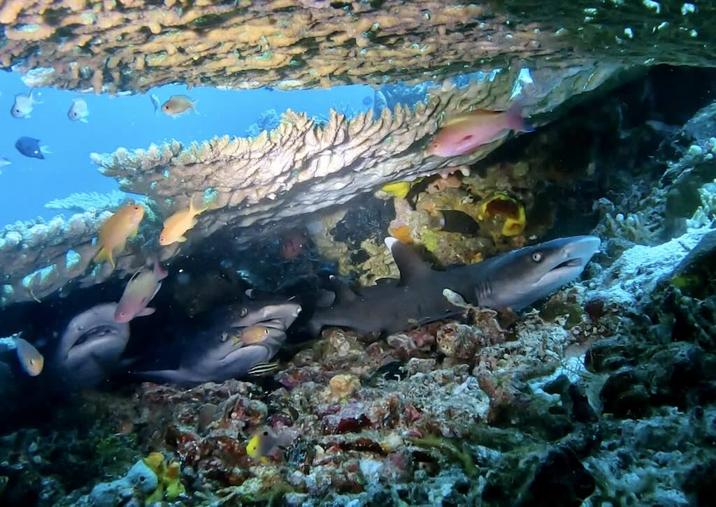 4 bebes requins en plongee a Komodo