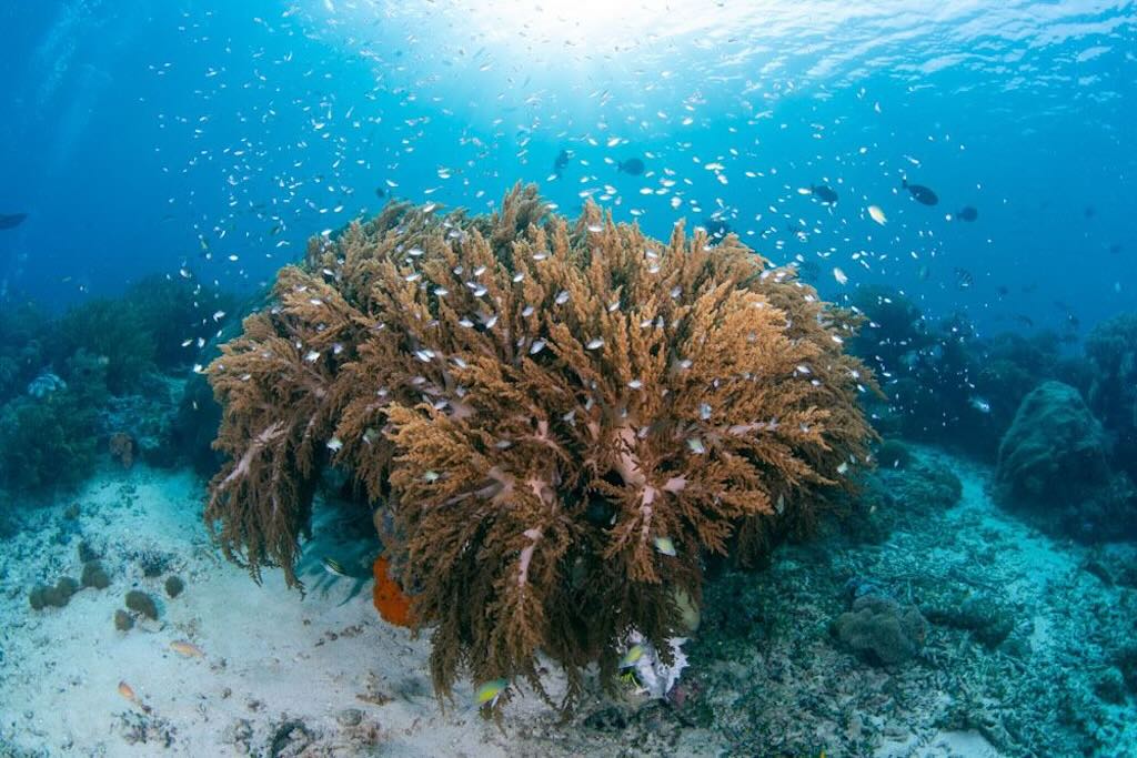 Melissa Garden plongee a Raja Ampat Indonesie