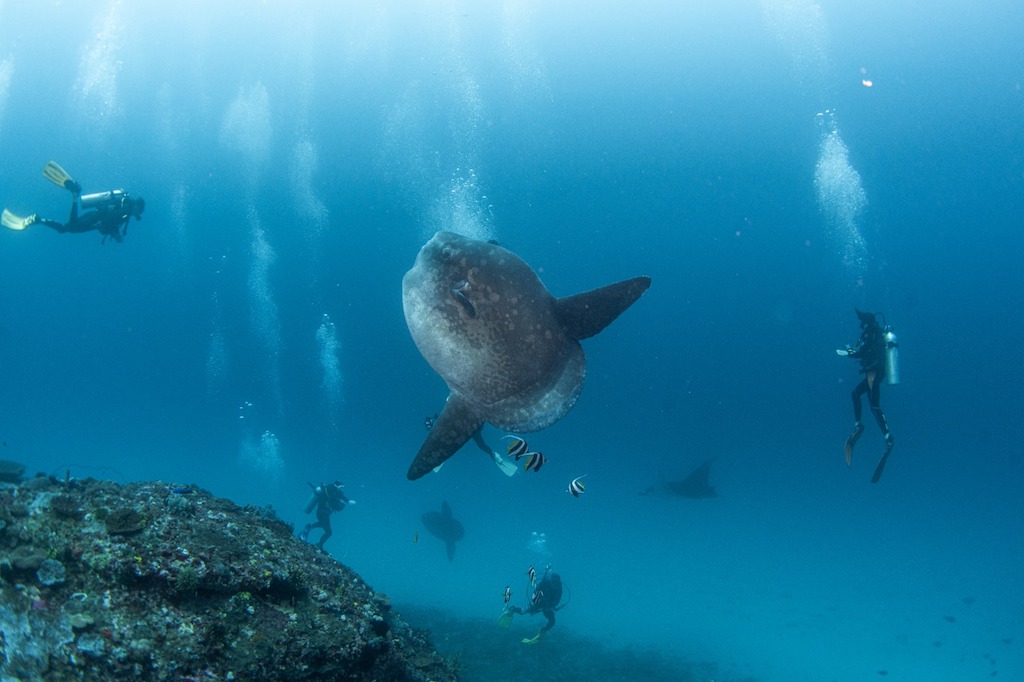 Mola Mola Manta Nusa Penida Bali Dune photo Fhon