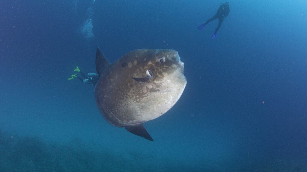 quoi faire à Bali plongée sous-marine Mola Mola