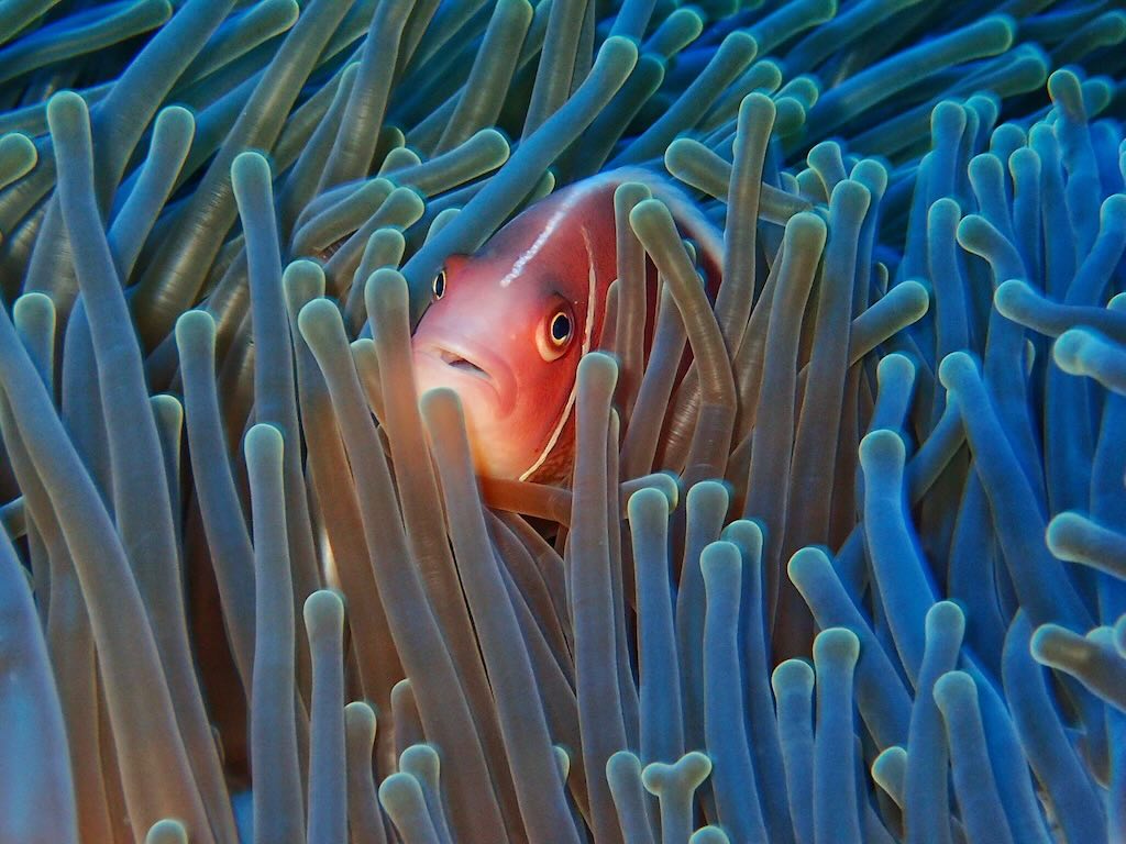 Nemo poisson clown plongee en Indonesie