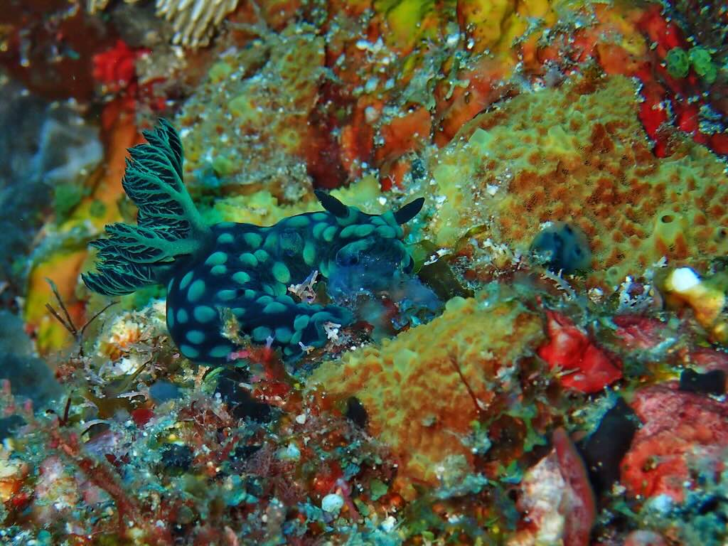 Nudibranche plongee a Raja Ampat Indonesie