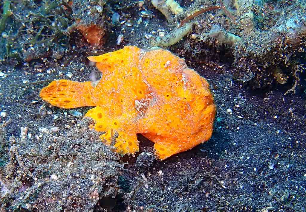 Plongée en Indonésie poisson grenouille