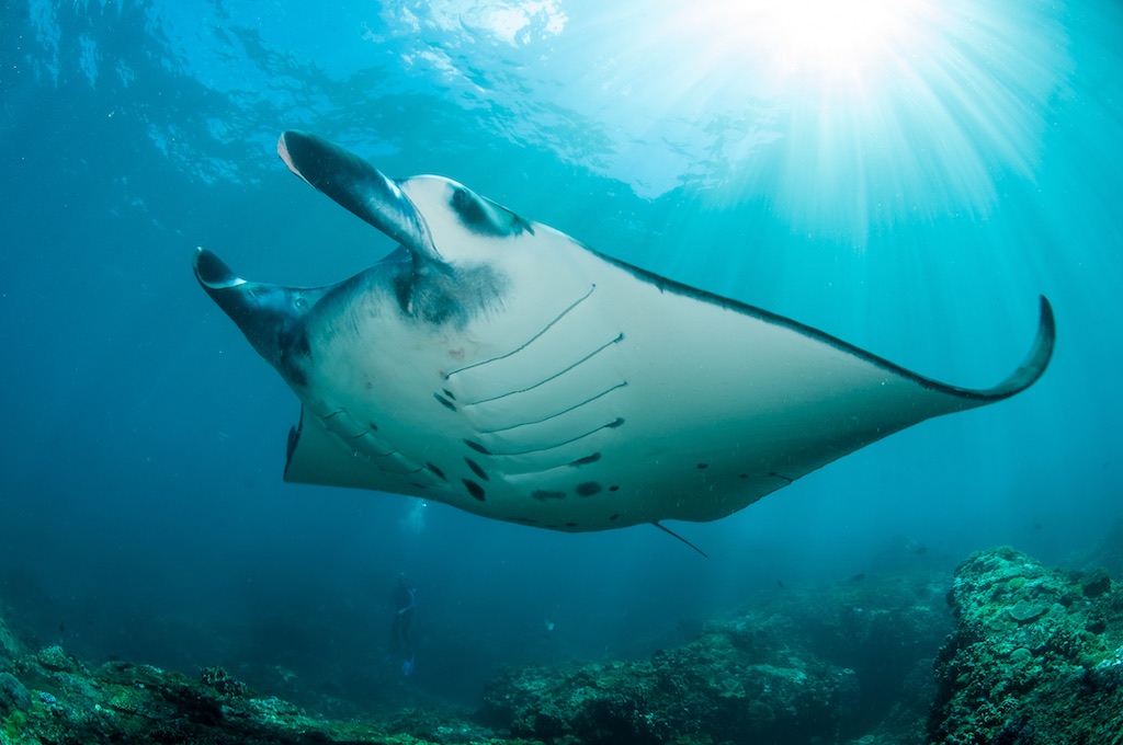 Raie Manta à Manta Point Nusa Penida Bali avec Dune