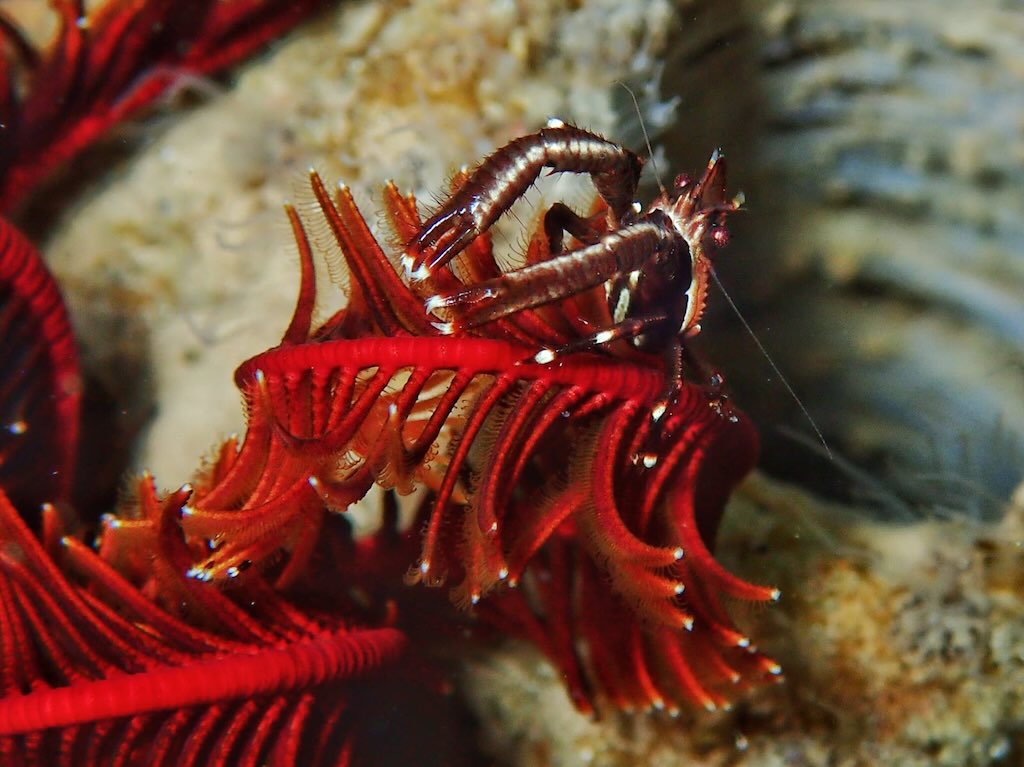 crevette plongée Raja Ampat