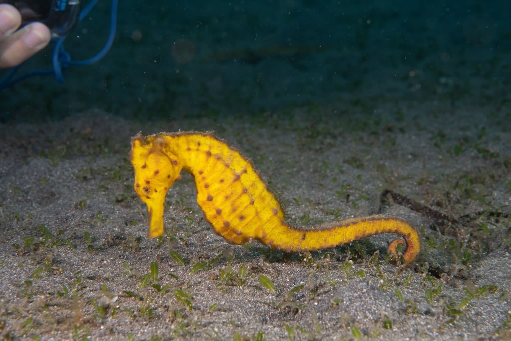 hippocampe plongee en Indonesie Lembeh