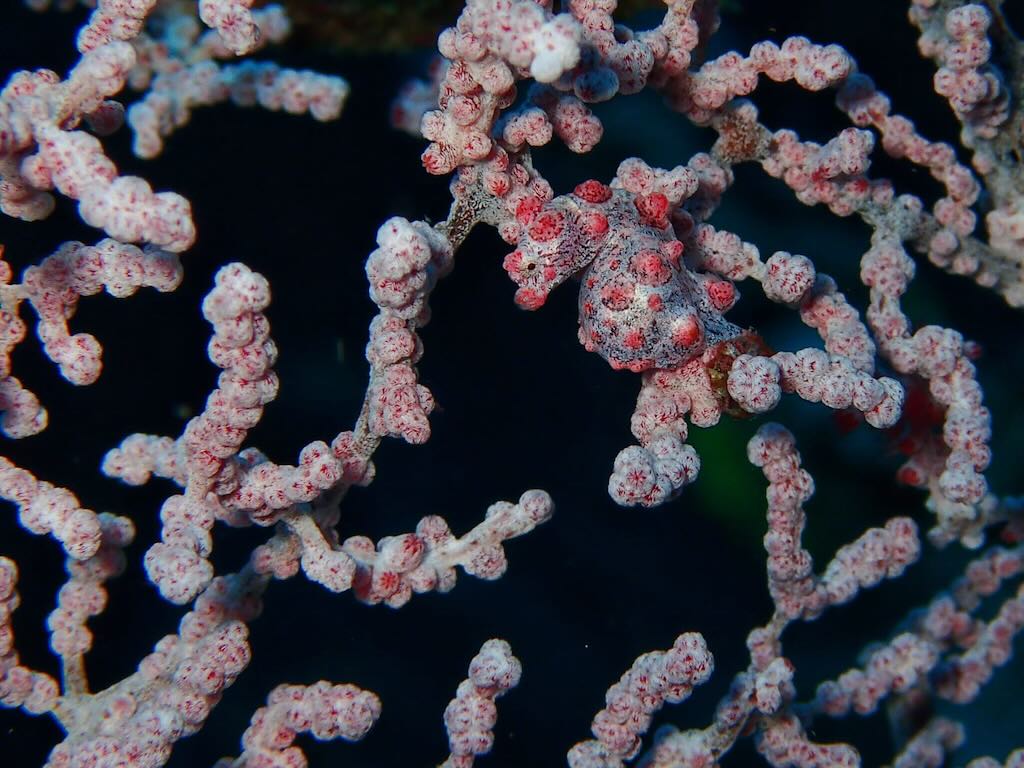 hippocampe pygmee bargibanti plongee a Raja Ampat Indonesie