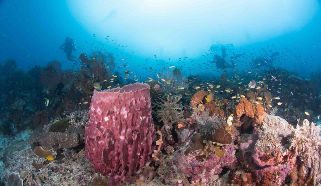 plongée en Asie du Sud Est Indonesie Raja Ampat