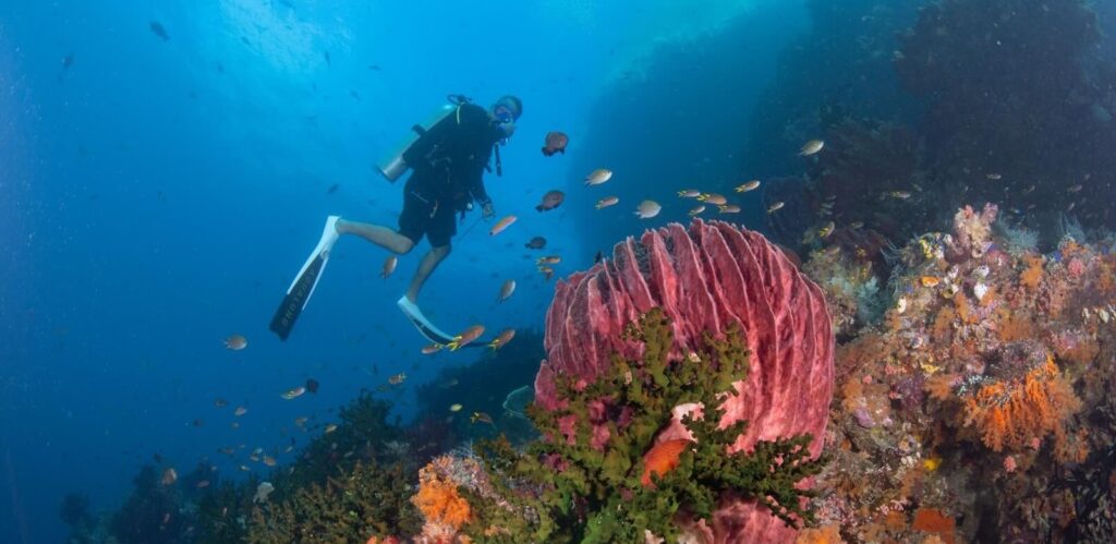 plongée en Indonesie Raja Ampat