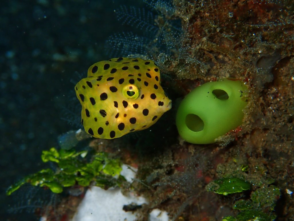 poisson coffre jaune plongee a Raja Ampat