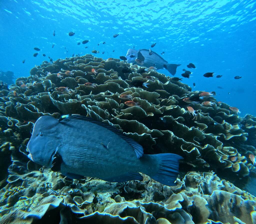 poisson perroquet a bosse humphead sorong