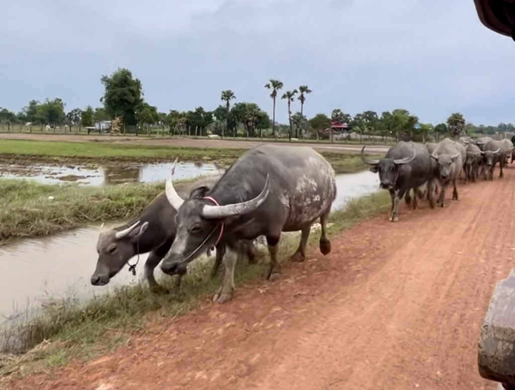 Autour de Siem Reap