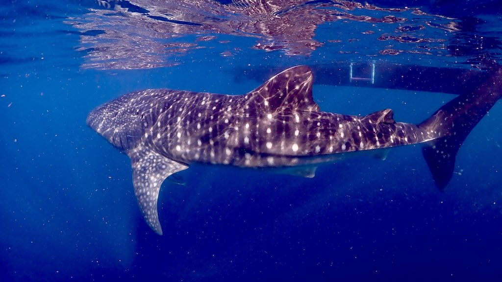 Requin-baleine baie de Saleh Sumbawa Indonesie