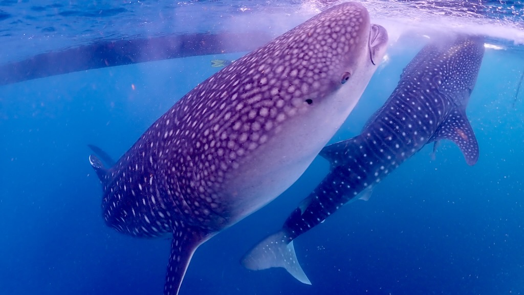 Requins baleine baie de Saleh Sumbawa Indonesie