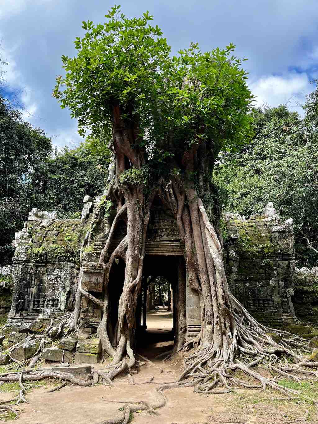 Figuier étrangleur poussant sur la porte est du temple de Ta Som