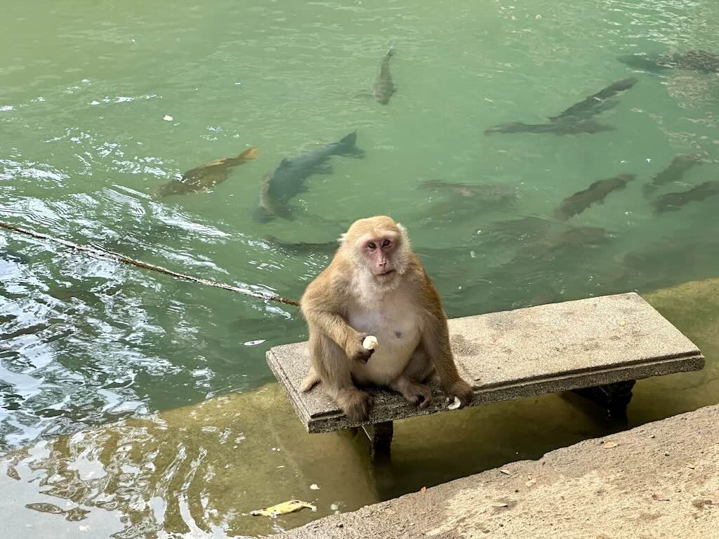 Wat Tham Pla singes et poissons