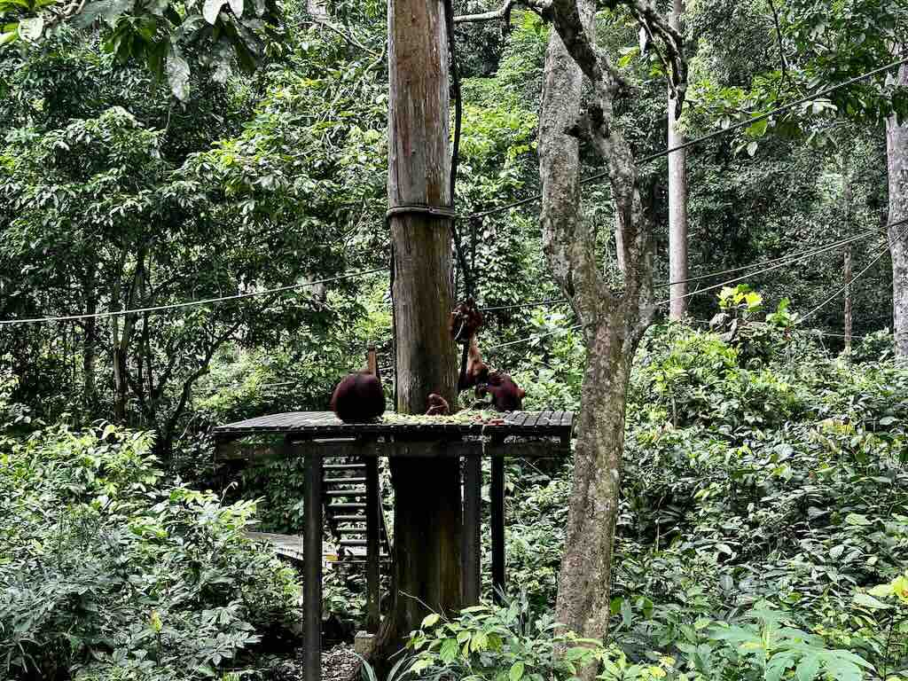 centre de rehabilitation des orangs-outans Borneo Malaisie