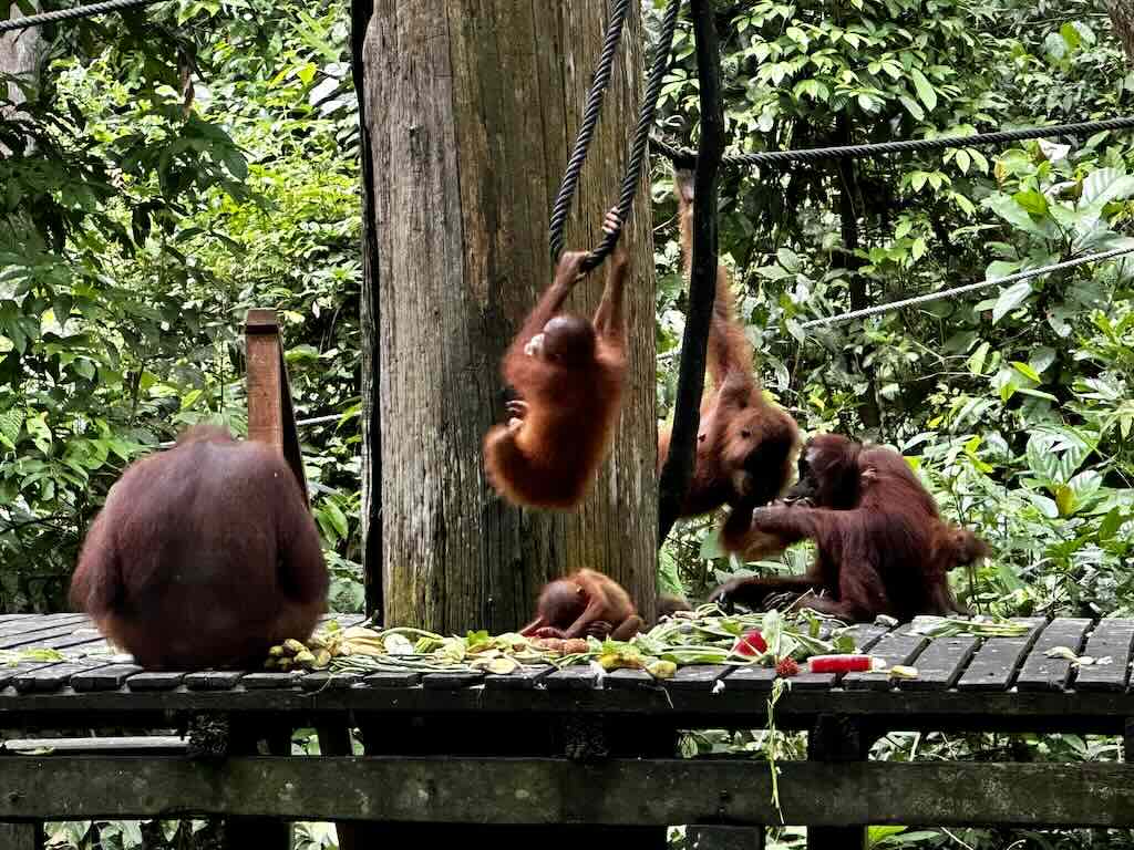 centre de rehabilitation des orangs-outans Sepilok Borneo Malaisie