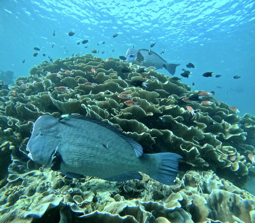 poisson perroquet à bosse sipadan borneo