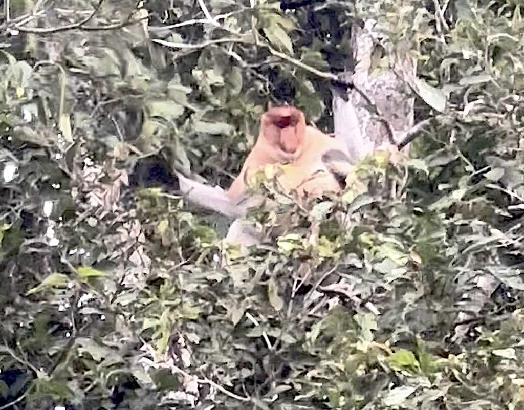 proboscis monkey singe nasique borneo sagah