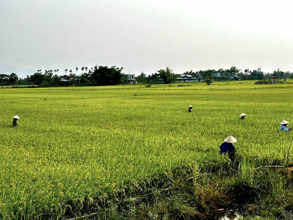 rizière Hoi An Vietnam