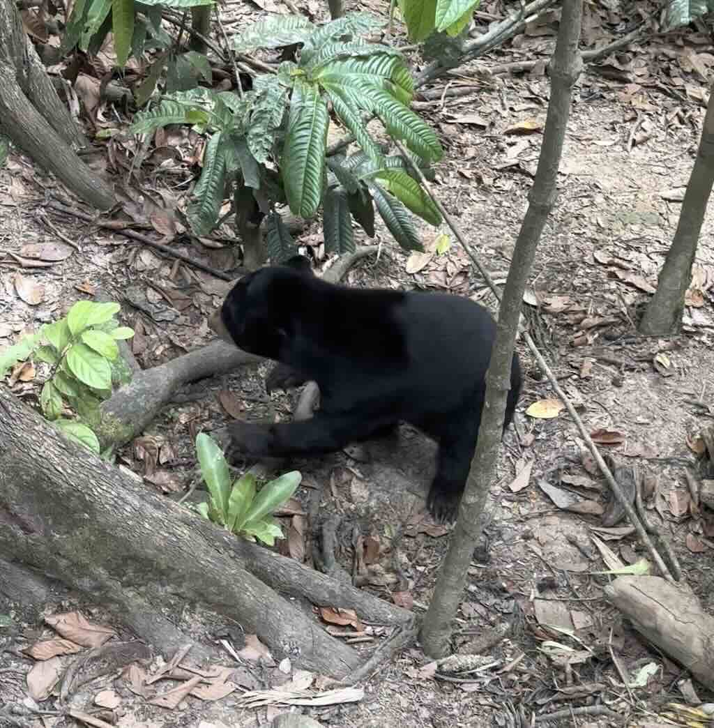 Ours malais de Bornéo au sol de la forêt au centre de conservation de Sepilok