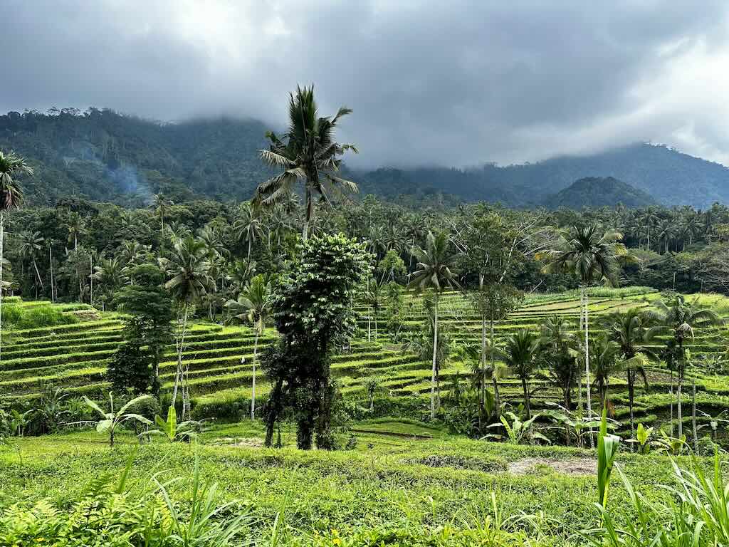 terrasses de riz dans la region de karangasem bali