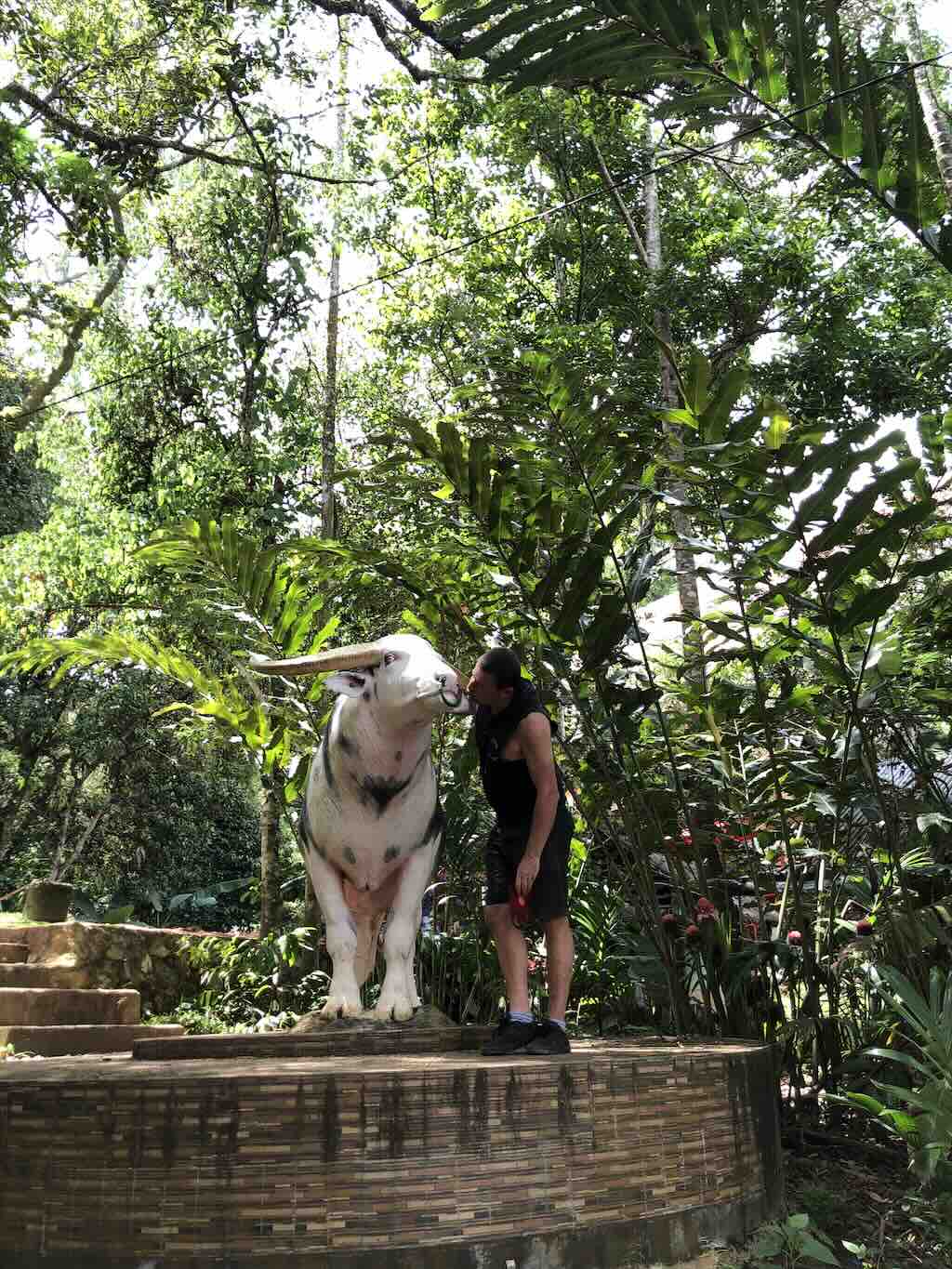 Effigie grandeur nature d'un tedong bonga, le buffle albinos tacheté du Tana Toraja