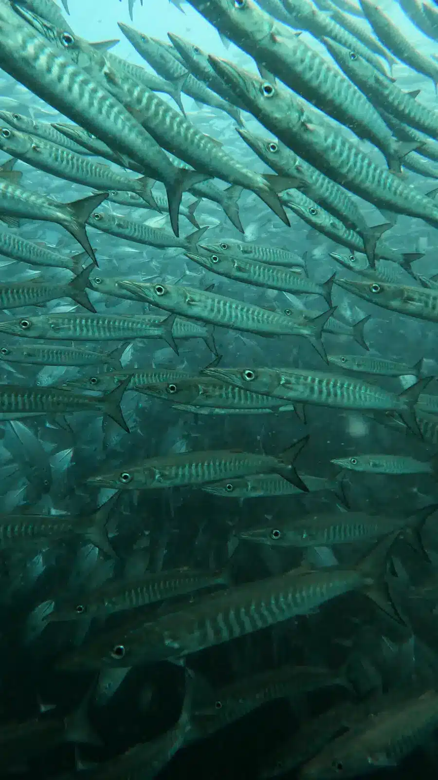Banc de barracudas sur le site de plongée de Sail Rock, golfe de Thaïlande