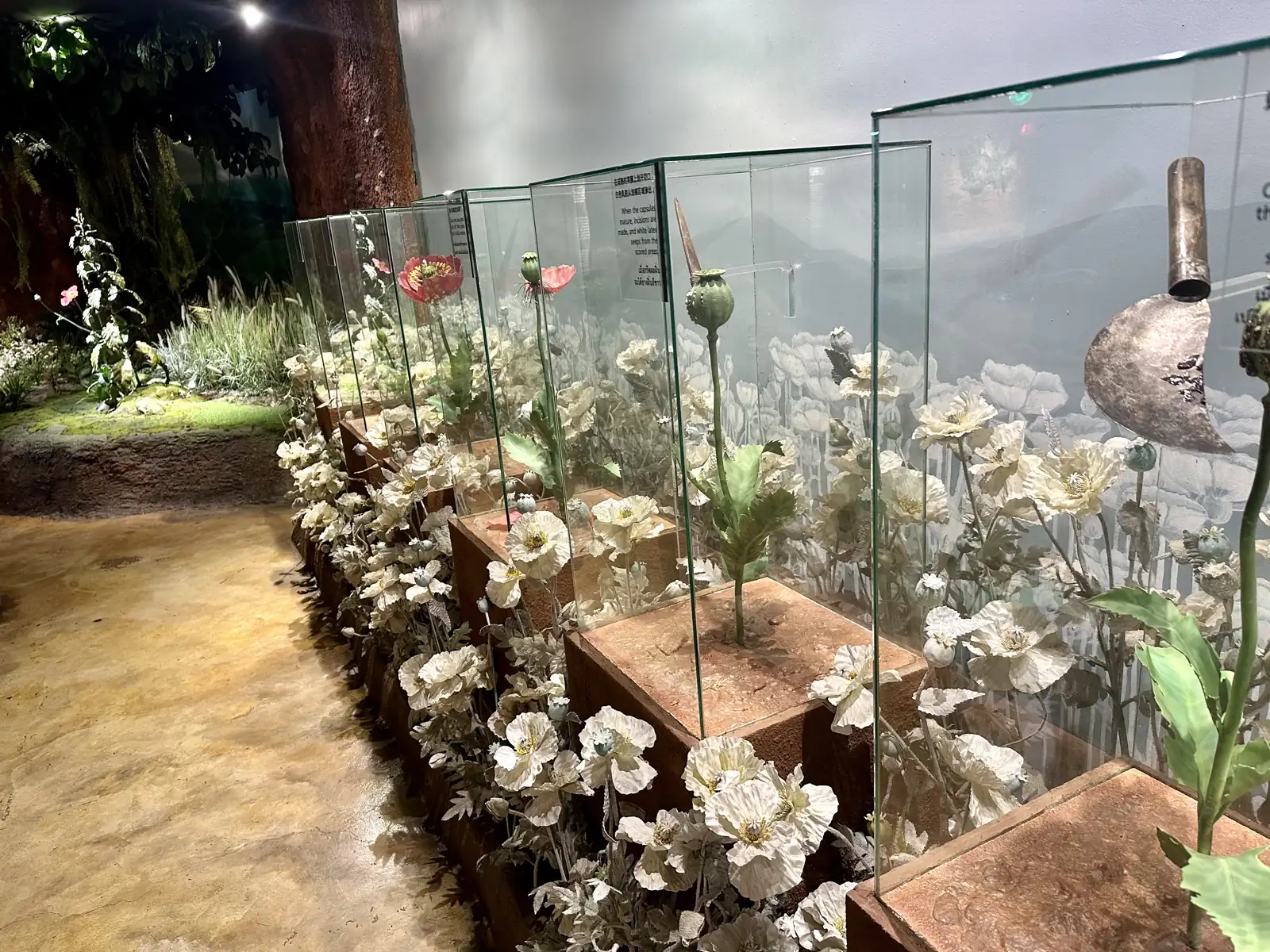 Pavots dans une vitrine d'un musée de l'opium au Triangle d'or